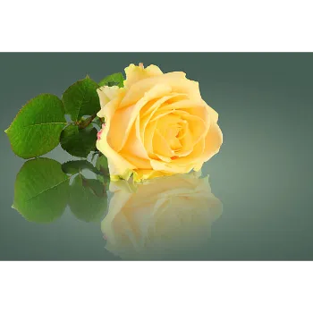 Yellow Rose